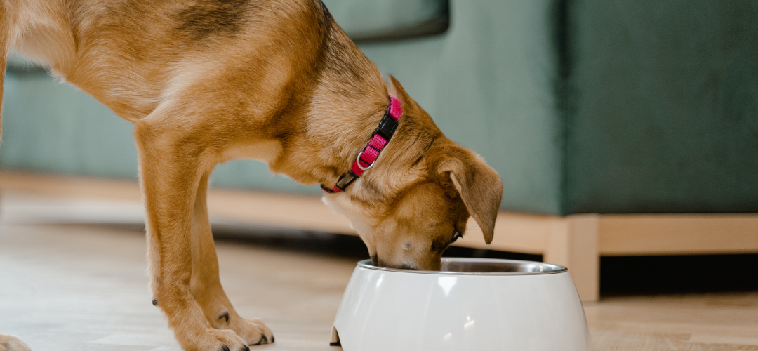 Cambio de alimento en perros y gatos