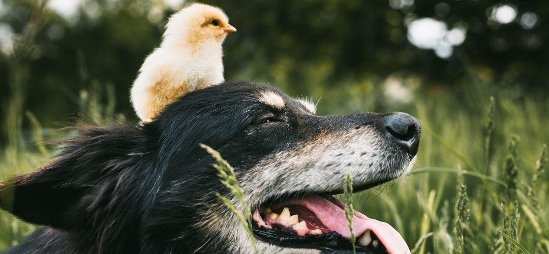 Blog Alimentos libres de granos