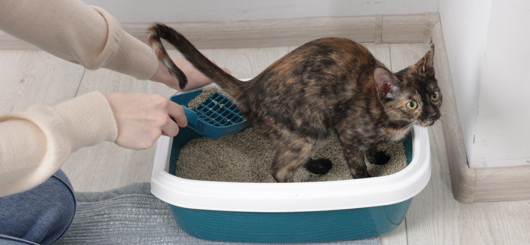 Arenas para gatos