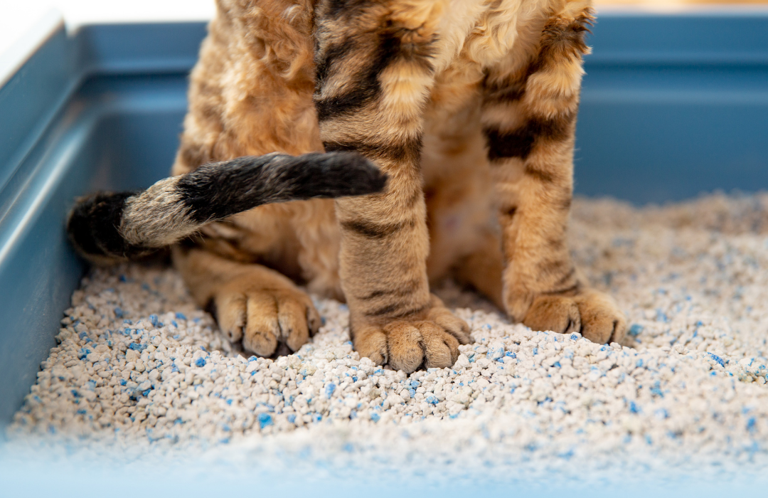 Arenas aglutinantes para gatos Fullerton Santiago